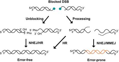 “An End to a Means”: How DNA-End Structure Shapes the Double-Strand Break Repair Process
